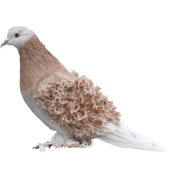Frillback Pigeon